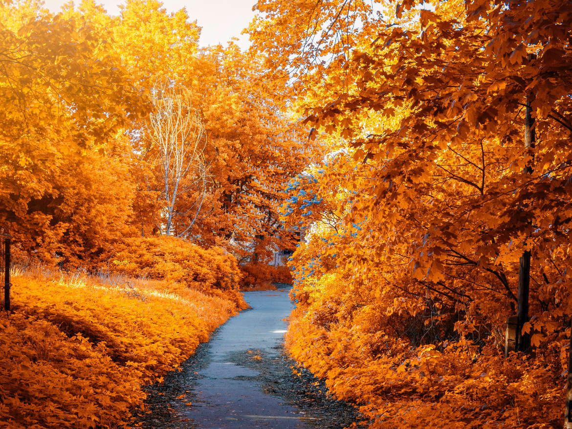 Path inbetween orange autumn trees