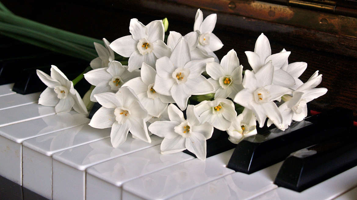 Orchids laying on piano keys